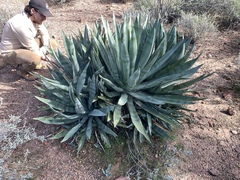 Agave murpheyi