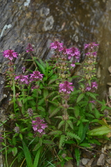 Pedicularis refracta transmorrisonensis