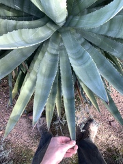 Agave murpheyi
