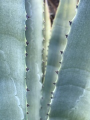 Agave murpheyi