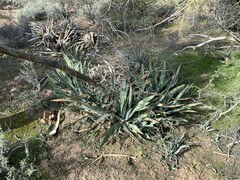 Agave murpheyi