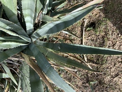 Agave murpheyi