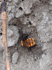 Andrena fulva