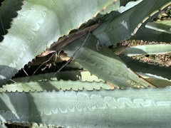 Agave murpheyi