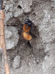 Andrena fulva