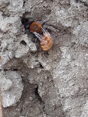 Andrena fulva