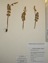 Botrychium neolunaria