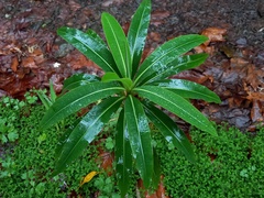 Euphorbia mellifera
