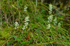 Platanthera brevicalcarata