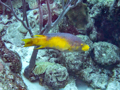 Bodianus rufus