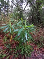 Euphorbia mellifera