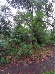 Euphorbia mellifera