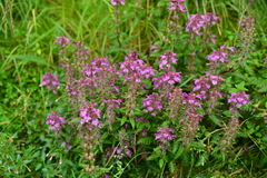 Pedicularis refracta transmorrisonensis