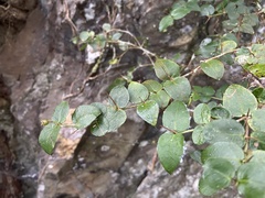 Damnacanthus indicus