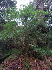 Euphorbia mellifera