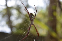 Argiope versicolor