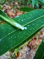 Euphorbia mellifera