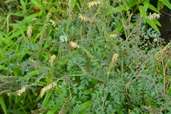 Corydalis ophiocarpa