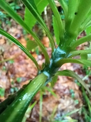 Euphorbia mellifera