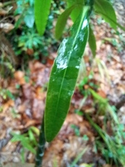 Euphorbia mellifera