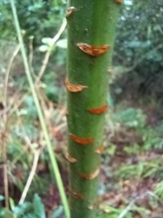 Euphorbia mellifera