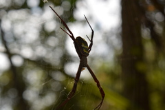 Argiope versicolor