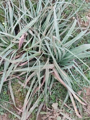 Asphodelus ramosus