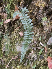 Polystichum hancockii