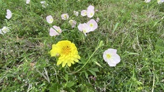 Pyrrhopappus pauciflorus