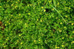 Ranunculus taisanensis