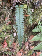 Polystichum hancockii