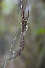 Argiope versicolor
