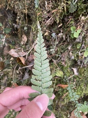 Polystichum hancockii