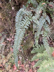 Polystichum hancockii