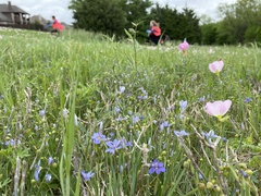 Sisyrinchium pruinosum