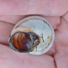 Otala lactea