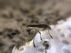 Charagmus gressorius