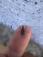 Charagmus gressorius