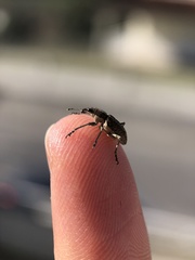 Charagmus gressorius