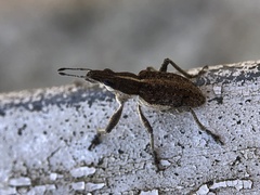 Charagmus gressorius