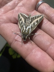Hyles livornica