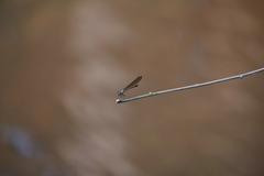 Heliocypha bisignata