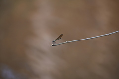 Heliocypha bisignata