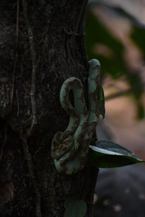 Craspedocephalus malabaricus