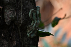 Craspedocephalus malabaricus