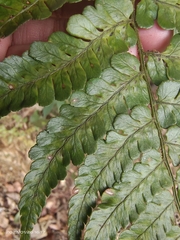 Dryopteris fuscipes