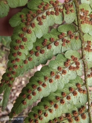 Dryopteris fuscipes