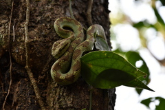 Craspedocephalus malabaricus