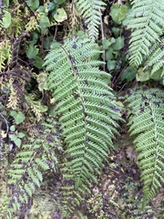 Amauropelta beddomei