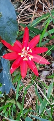 Coccinea